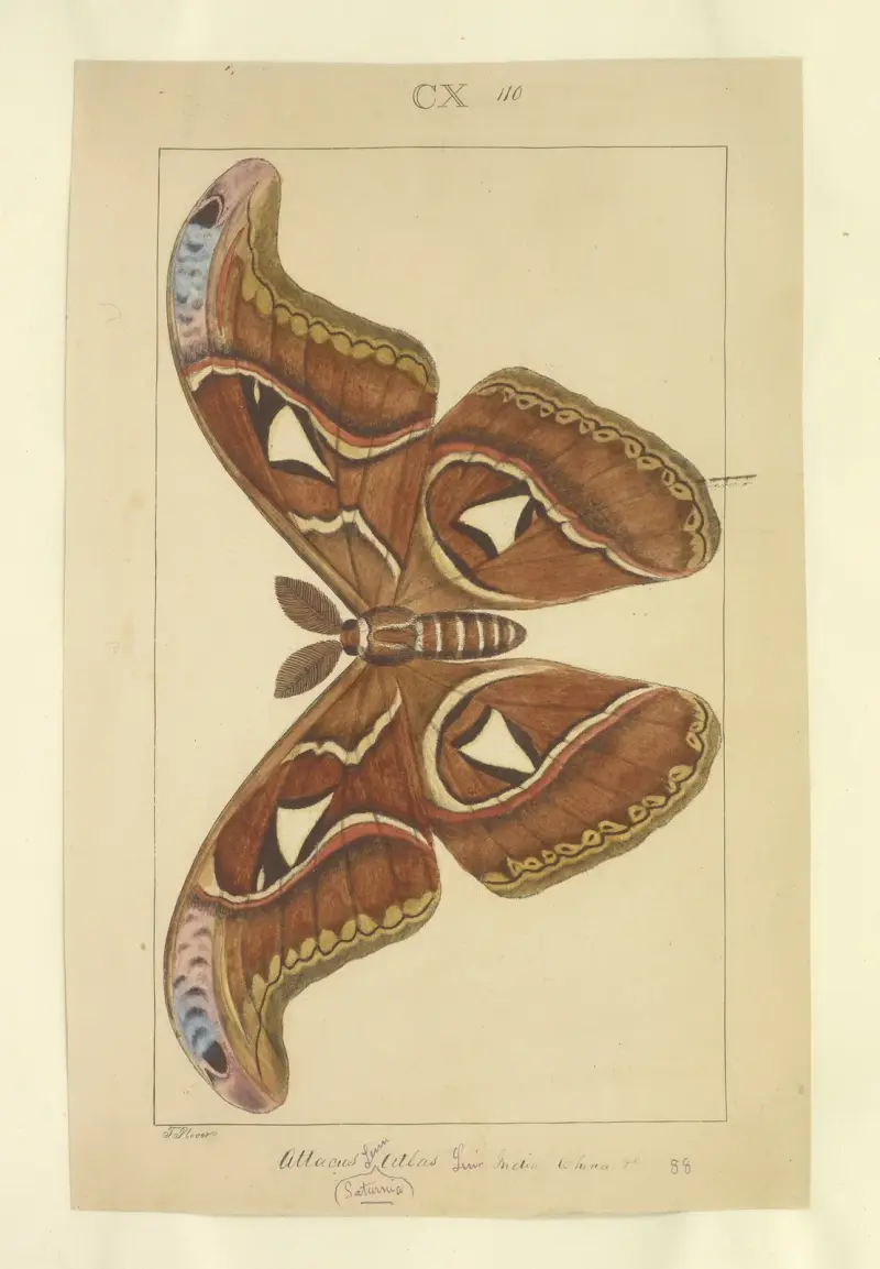 Lepidoptera Taf. 110 von Townend Glover
