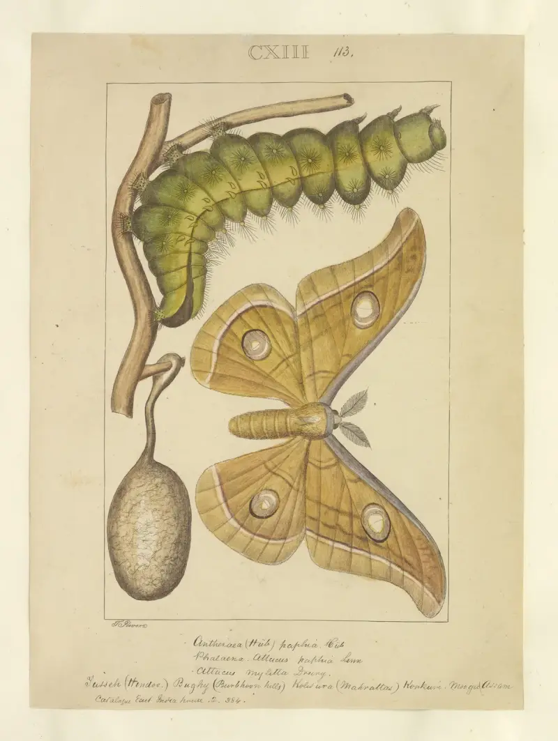 Lepidoptera Pl. 113, Townend Glover