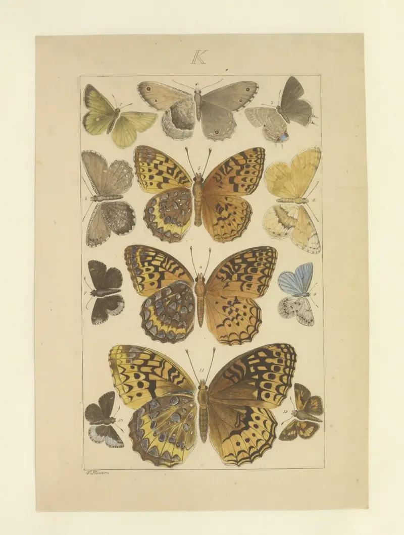 Lepidoptera Taf. 127 von Townend Glover