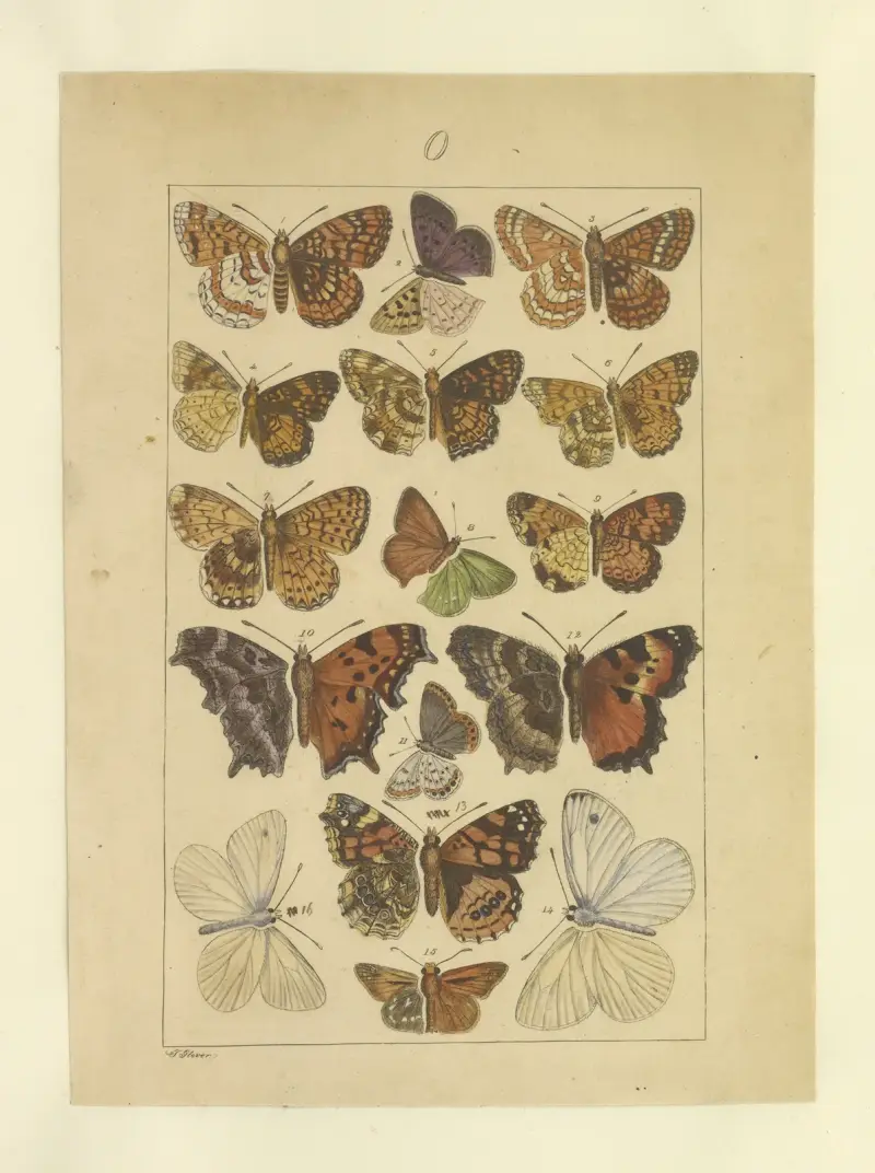 Lepidoptera Pl.131, Townend Glover