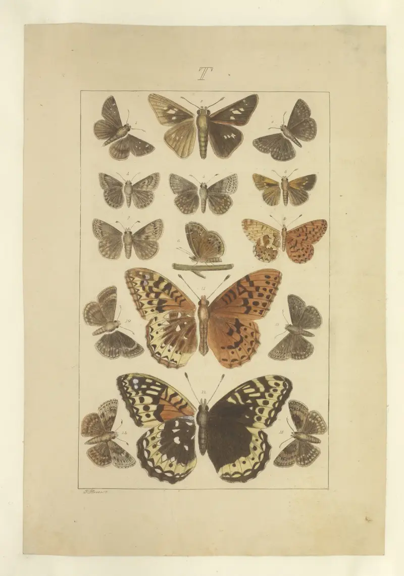 Lepidoptera Pl. 136 von Townend Glover