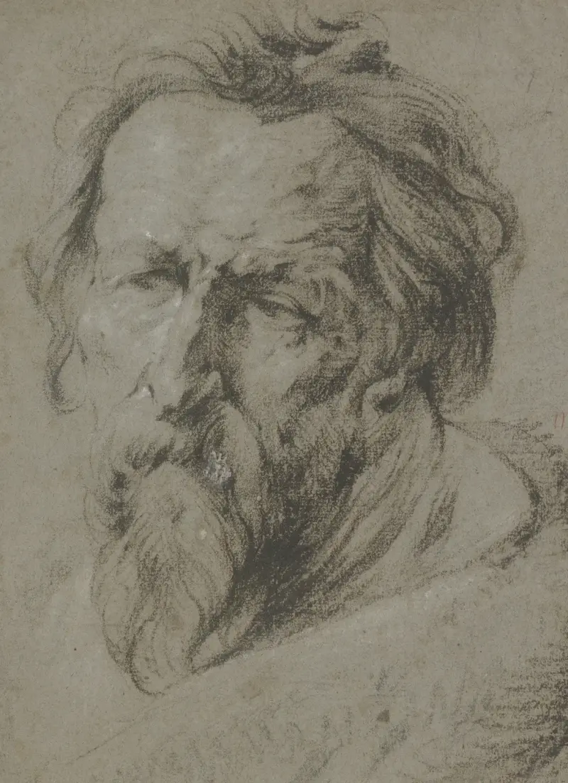 Kopf eines bärtigen Alten nach links von Anthony van Dyck