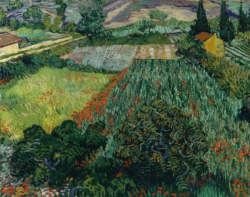 Pole s vlčím mákem, Vincent van Gogh