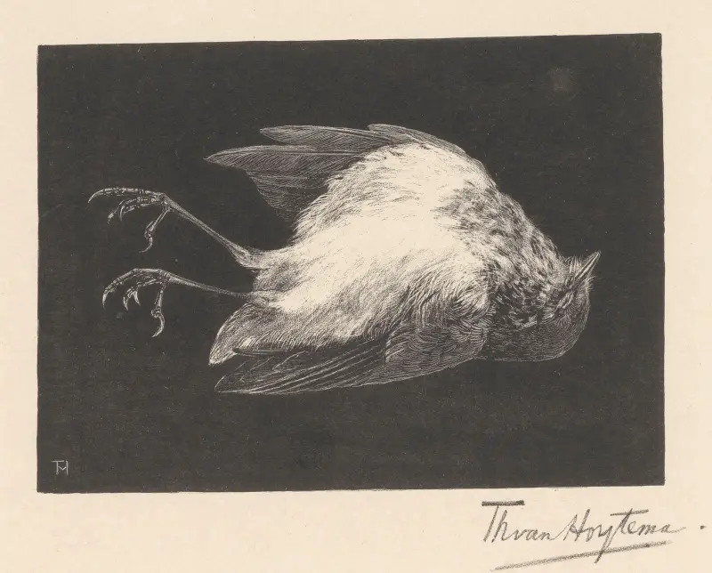 Mrtvý červenka, Theo van Hoytema