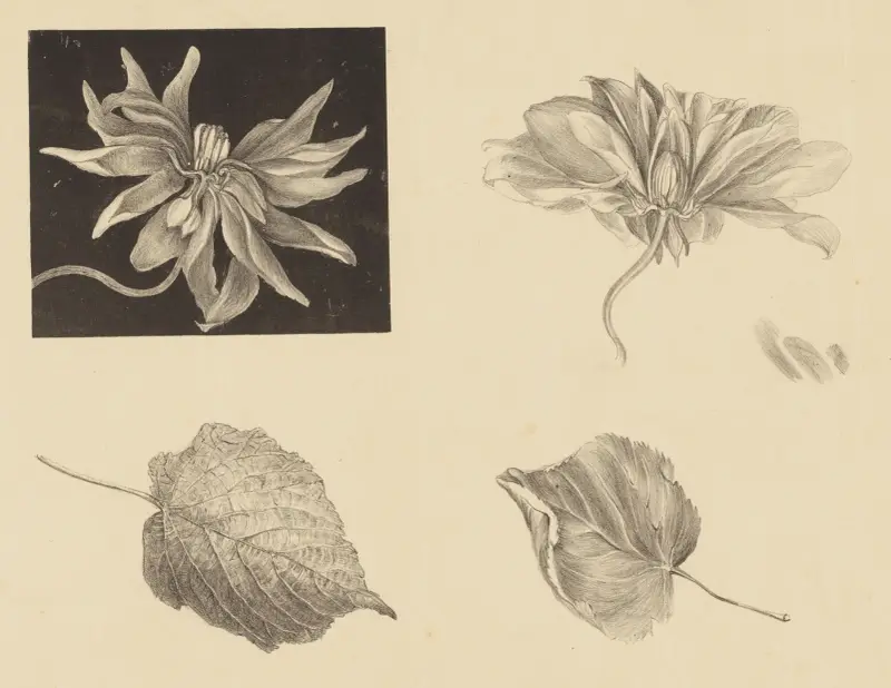 Blumen und Blätter von Theo van Hoytema