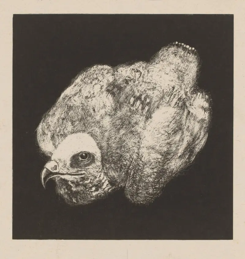 Wiesenweihe von Theo van Hoytema