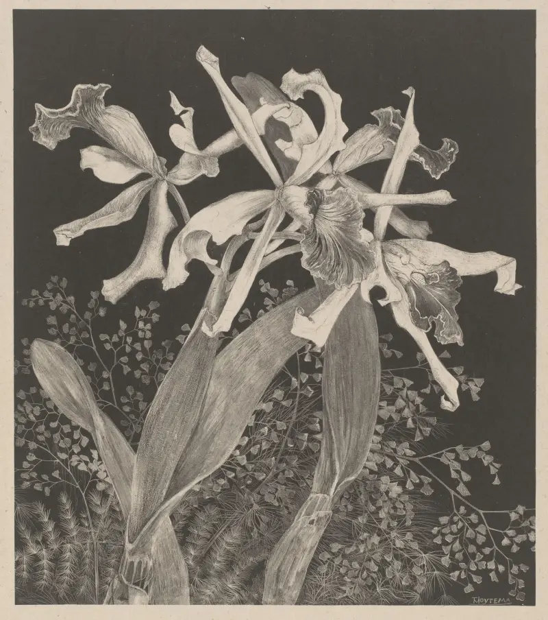 Orchids av Theo van Hoytema