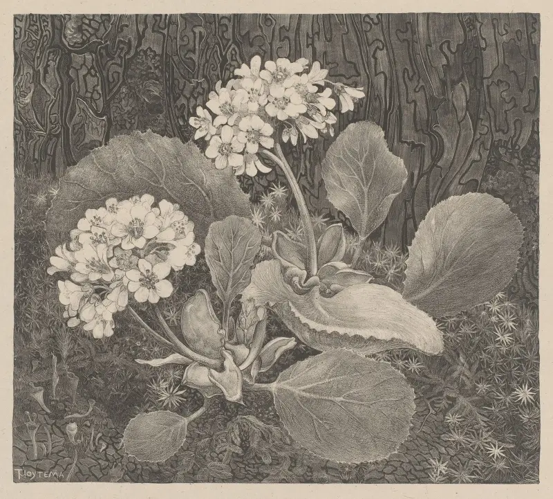 Primula i mossan av Theo van Hoytema