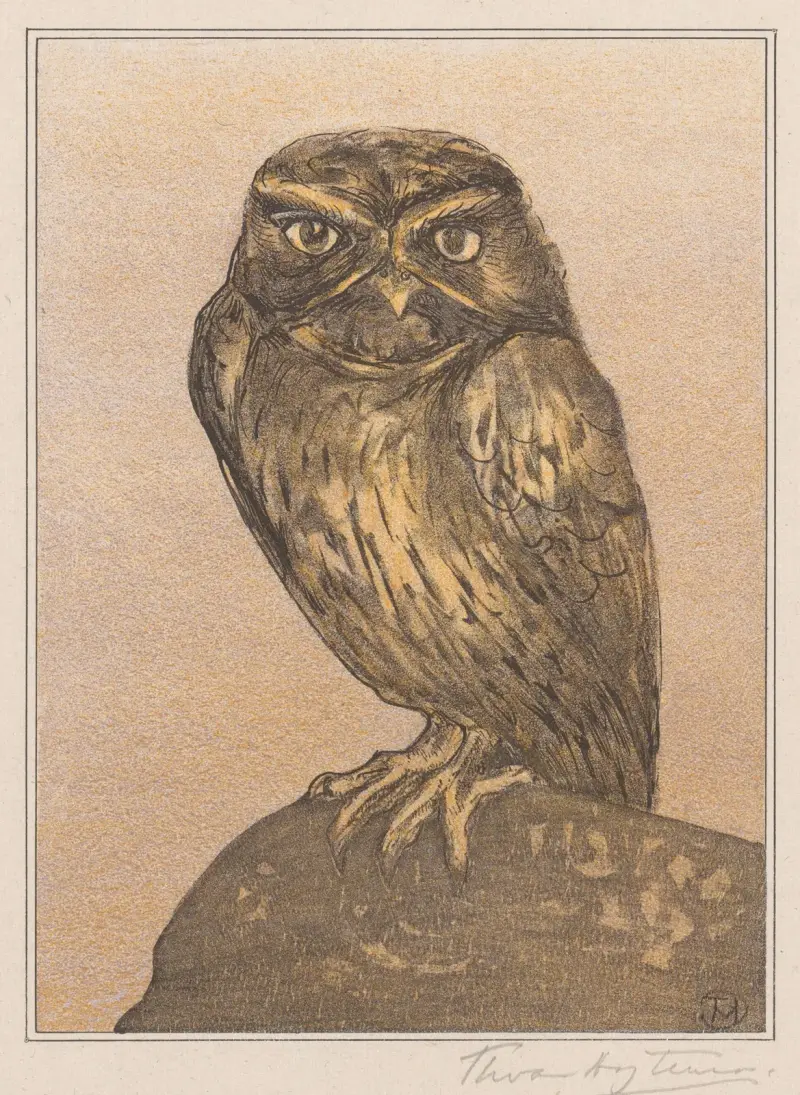 Steinkauz auf Felsen von Theo van Hoytema