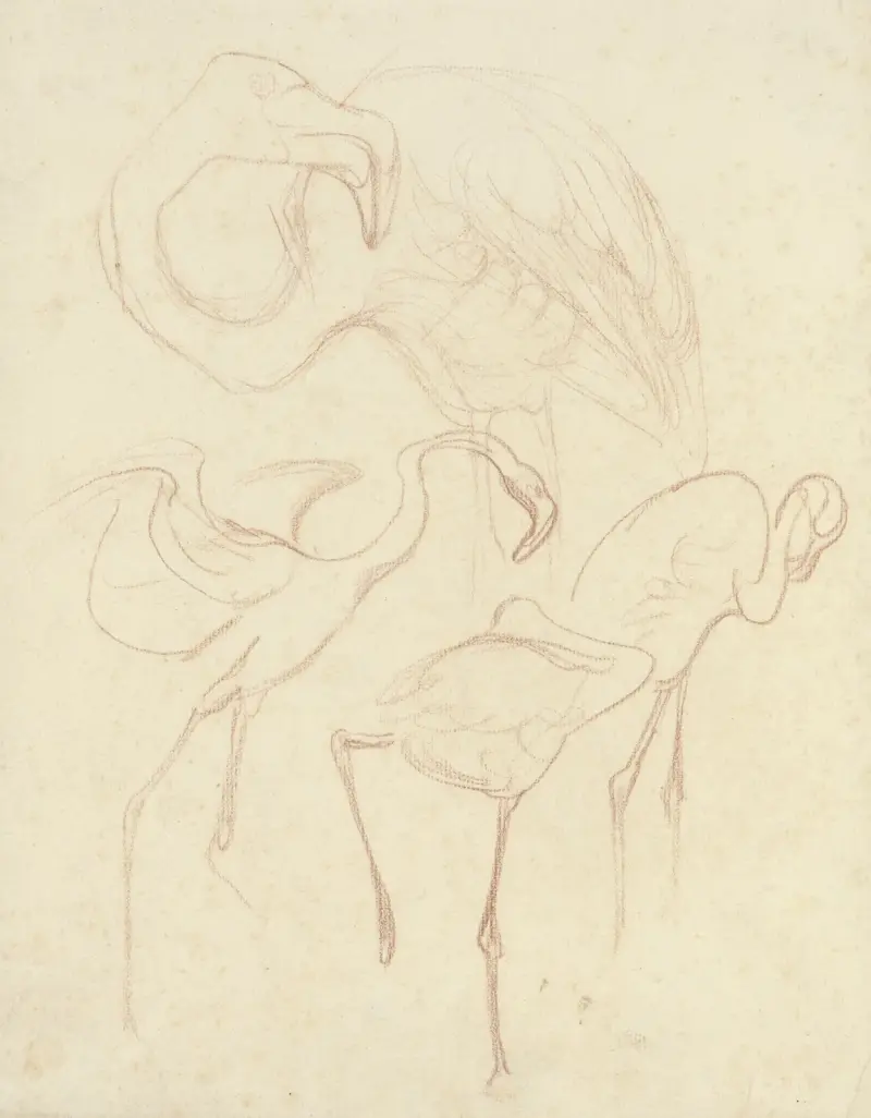 Studie plameňáků, Theo van Hoytema