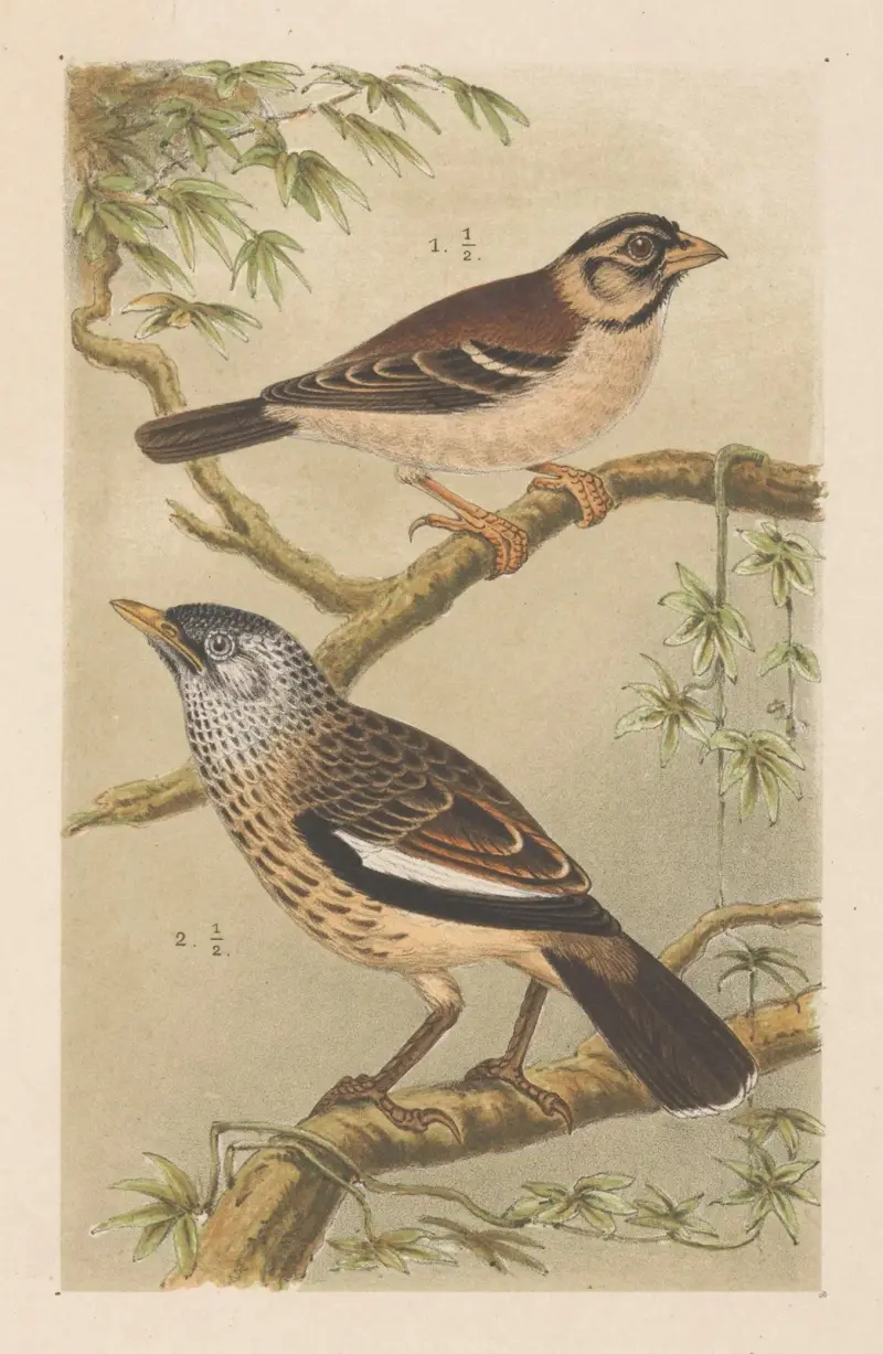 Dva ptáci na větvích, 1878 – č. 1, Theo van Hoytema