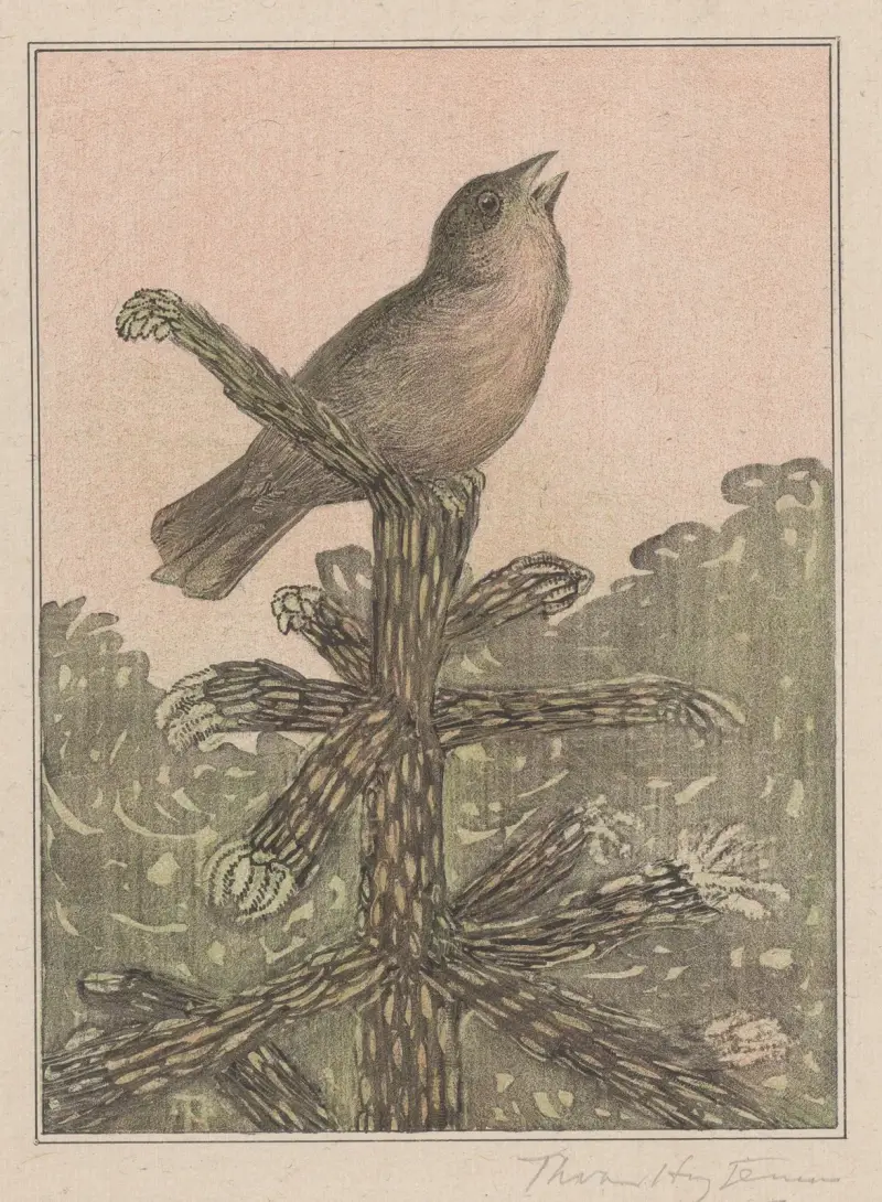 Singender Vogel auf Nadelbaum von Theo van Hoytema
