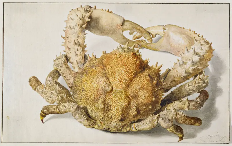 Krab, Jan van Huysum
