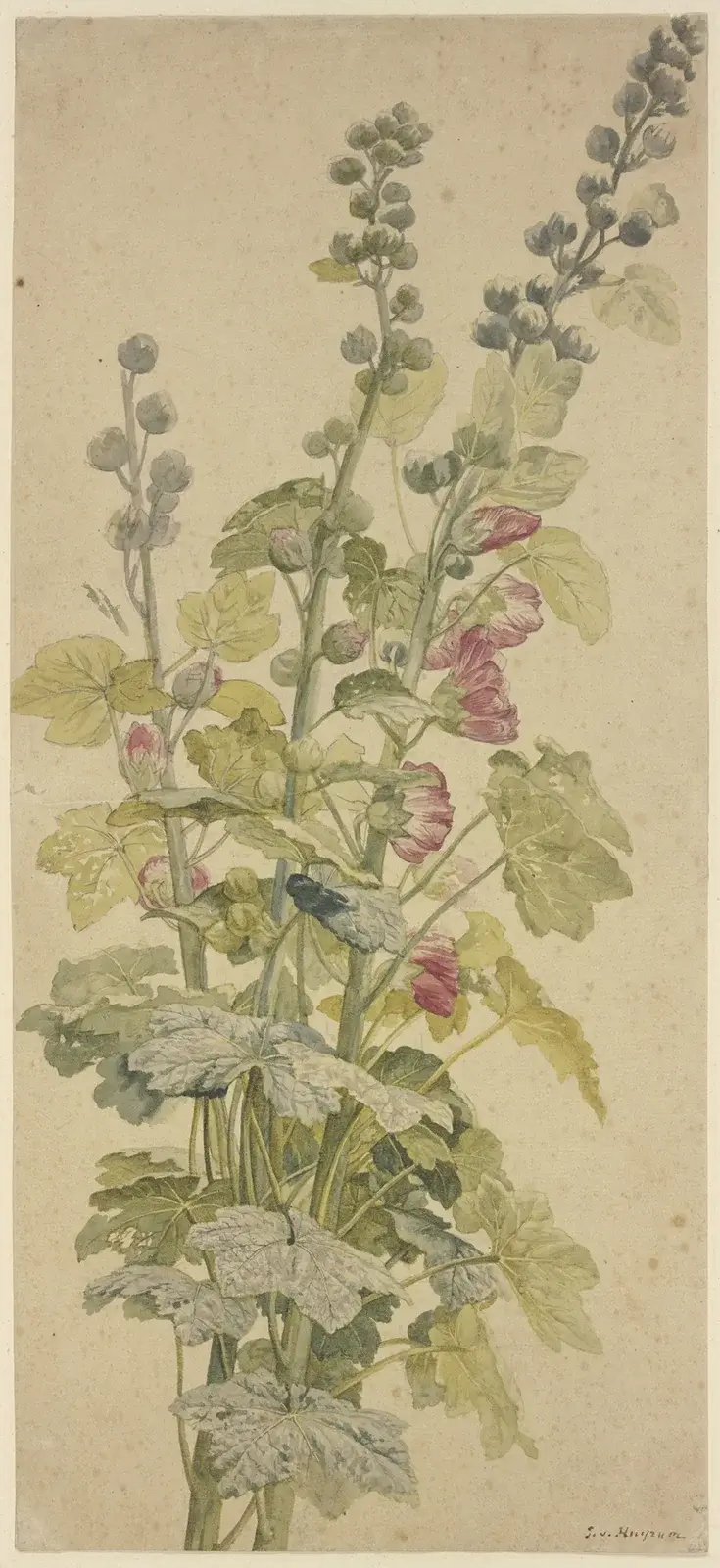 Rosella von Jan van Huysum