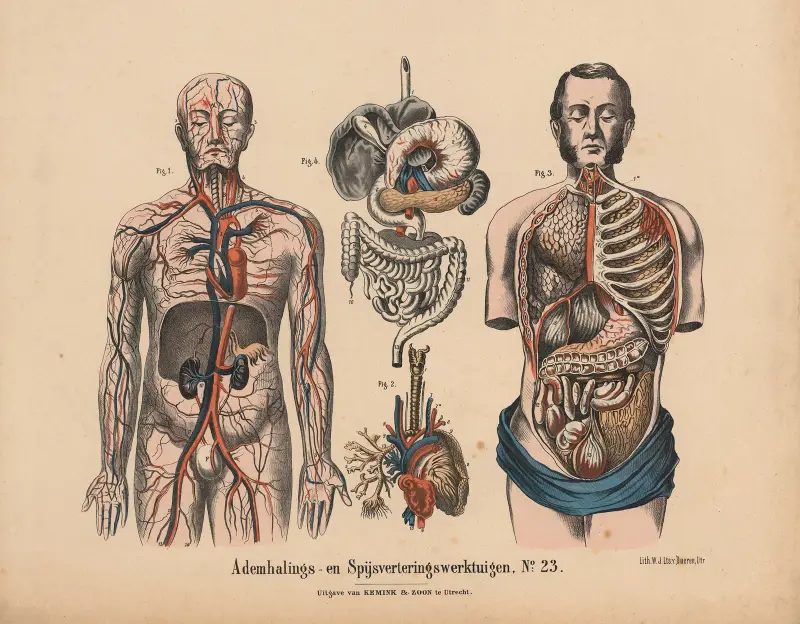 Ademhalings- en Spijsverteringswerktuigen No. 23 av Hendrik Jan van Lummel