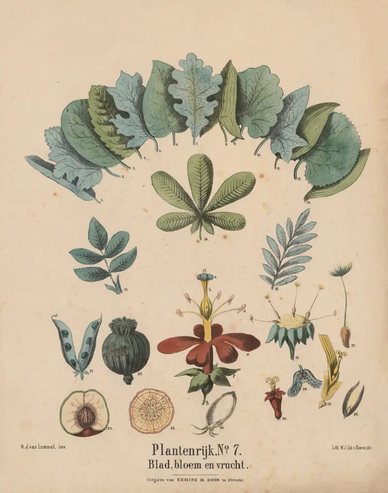 Blad, blomma och frukt av Hendrik Jan van Lummel