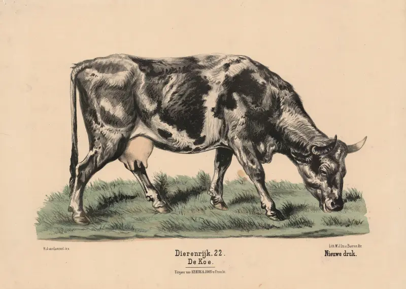 De Koe av Hendrik Jan van Lummel
