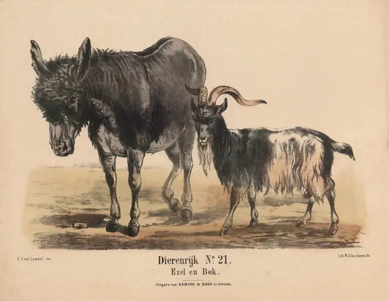 Osioł i książka, Hendrik Jan van Lummel