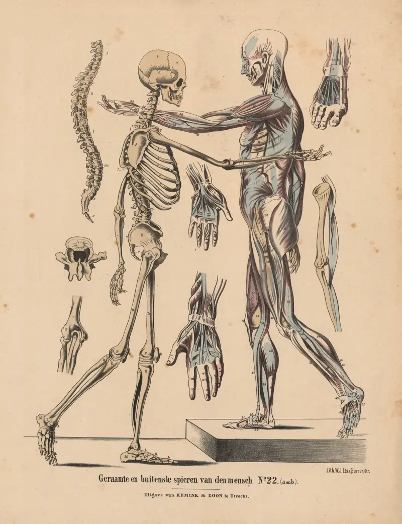 Geraamte en buitenste spiren van der mensch av Hendrik Jan van Lummel