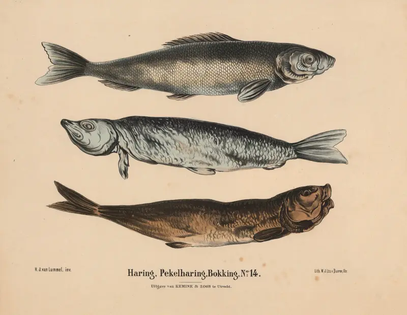 Haring, Pekelharing, Bokking av Hendrik Jan van Lummel