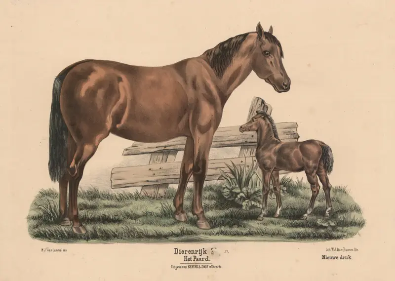 Hästen av Hendrik Jan van Lummel