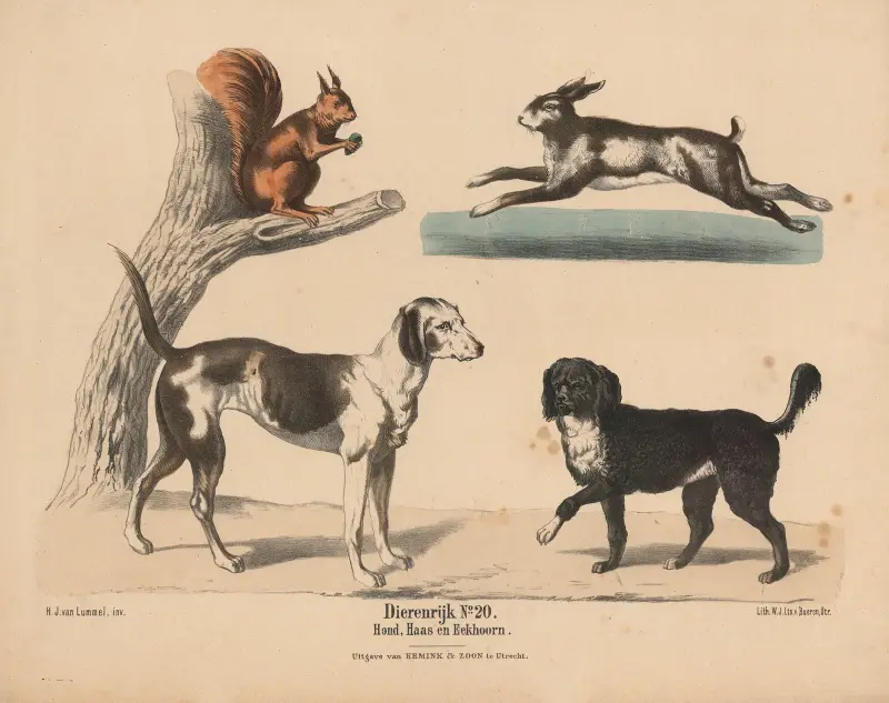 Hund, Hase und Eichhörnchen von Hendrik Jan van Lummel
