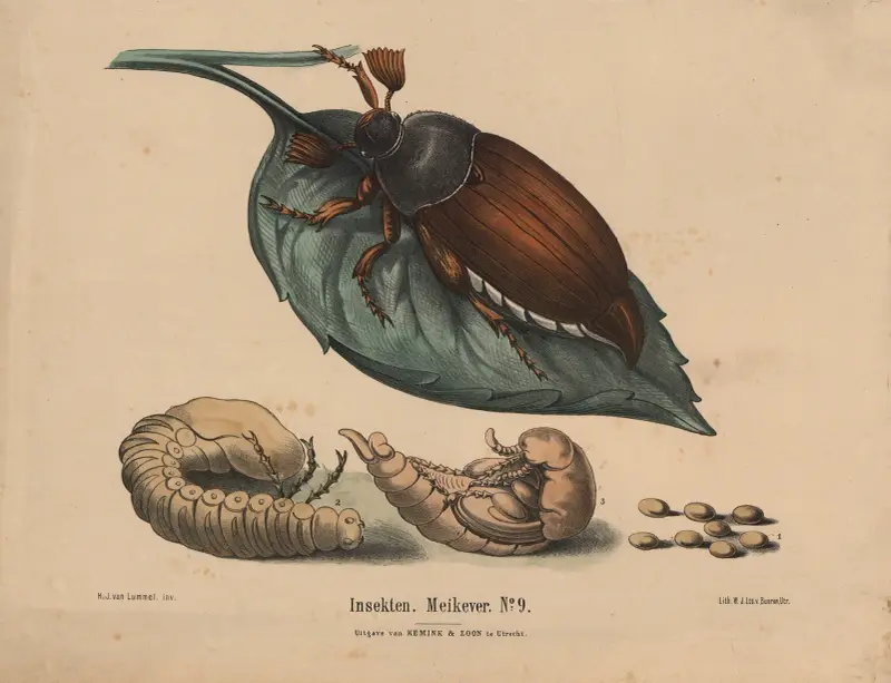 Insekten. Meikever No. 9 av Hendrik Jan van Lummel