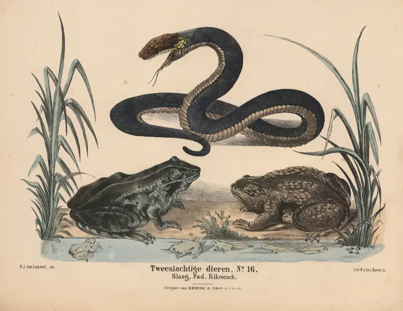 Schlange, Kröte, Frosch von Hendrik Jan van Lummel