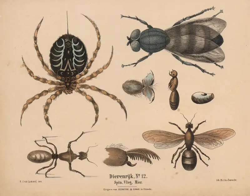 Spin, flyg, myra av Hendrik Jan van Lummel