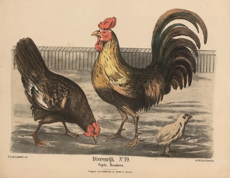 Ptaki, kury, Hendrik Jan van Lummel