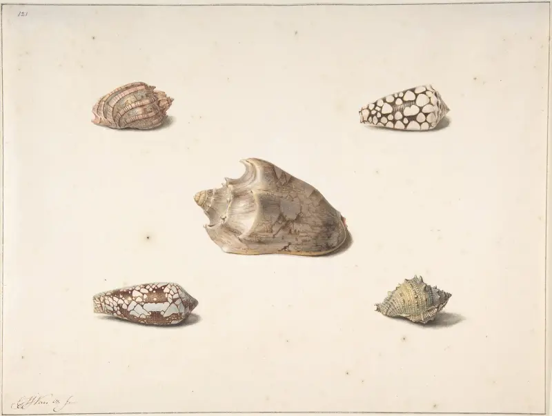 Fünf Muscheln von Georgius Jacobus Johannes van Os