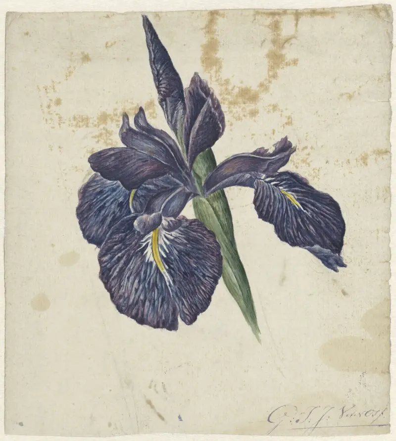Iris von Georgius Jacobus Johannes van Os