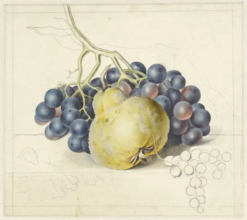Stilleven met druiven en een peer av Georgius Jacobus Johannes van Os