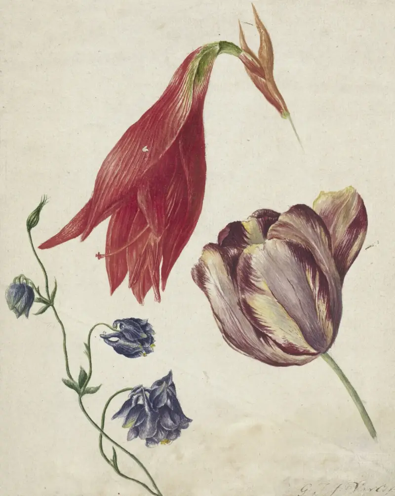 Tulipán, akvileja a amarylis, Georgius Jacobus Johannes van Os