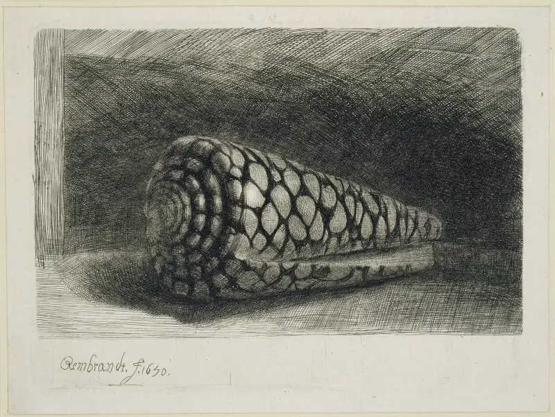Mušle, Rembrandt van Rijn