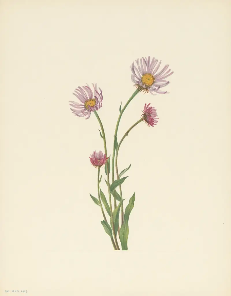 Alaska Fleabane (Erigeron salsuginosus), Mary Vaux Walcott