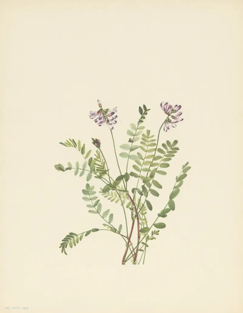 Alpen-Tragant (Astragalus alpinus) von Mary Vaux Walcott