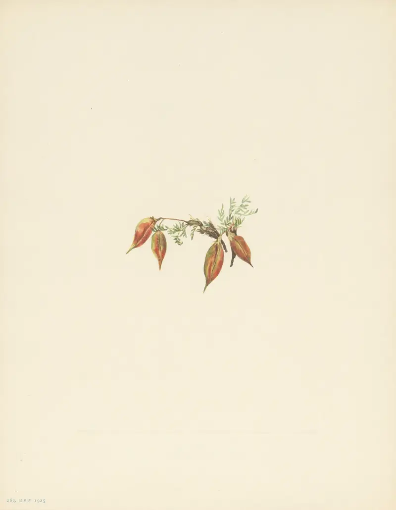 Ostrołódka alpejska (owoc) (Oxytropis podocarpa), 1925 – Nr. 2, Mary Vaux Walcott