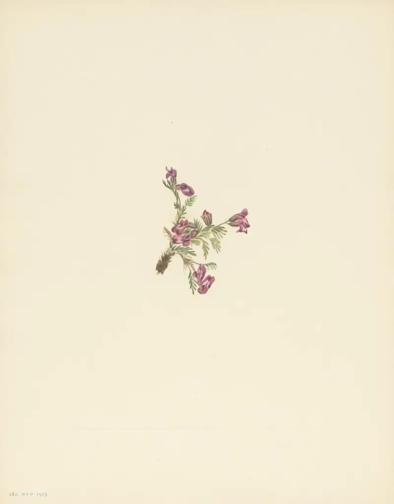 Alpská bodlákovitá rostlina (květina) (Oxytropis podocarpa), 1925 – Nr. 1, Mary Vaux Walcott