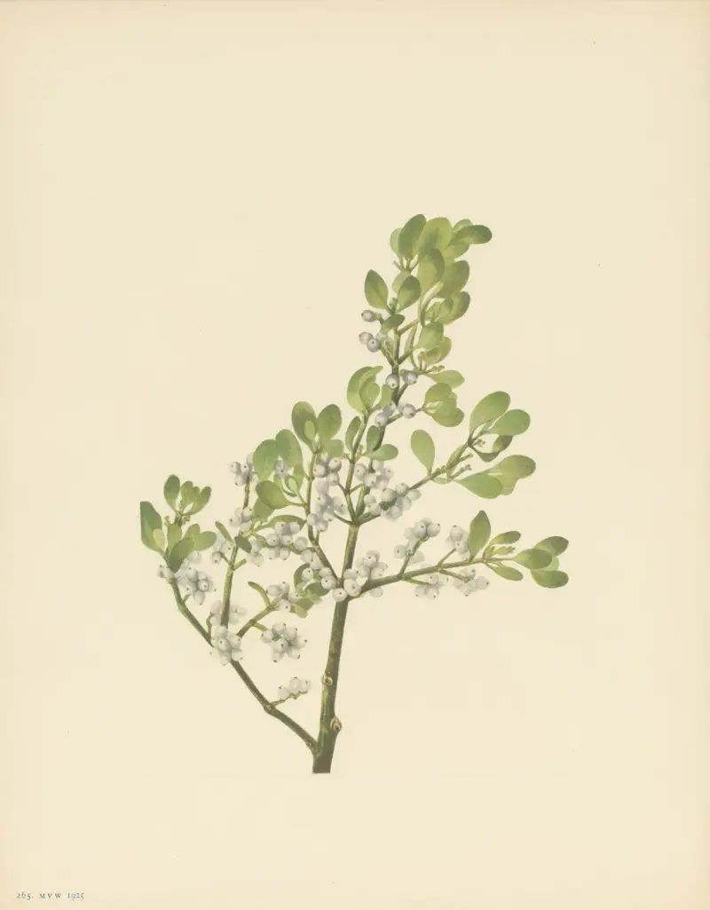 Americká jmelí (Phoradendron flavescens), Mary Vaux Walcott