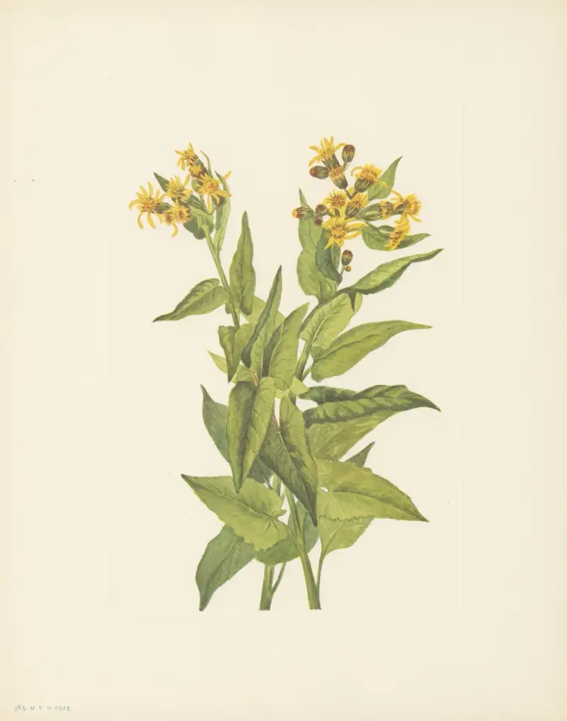 Pfeilblatt-Greiskraut (Senecio triangularis) von Mary Vaux Walcott