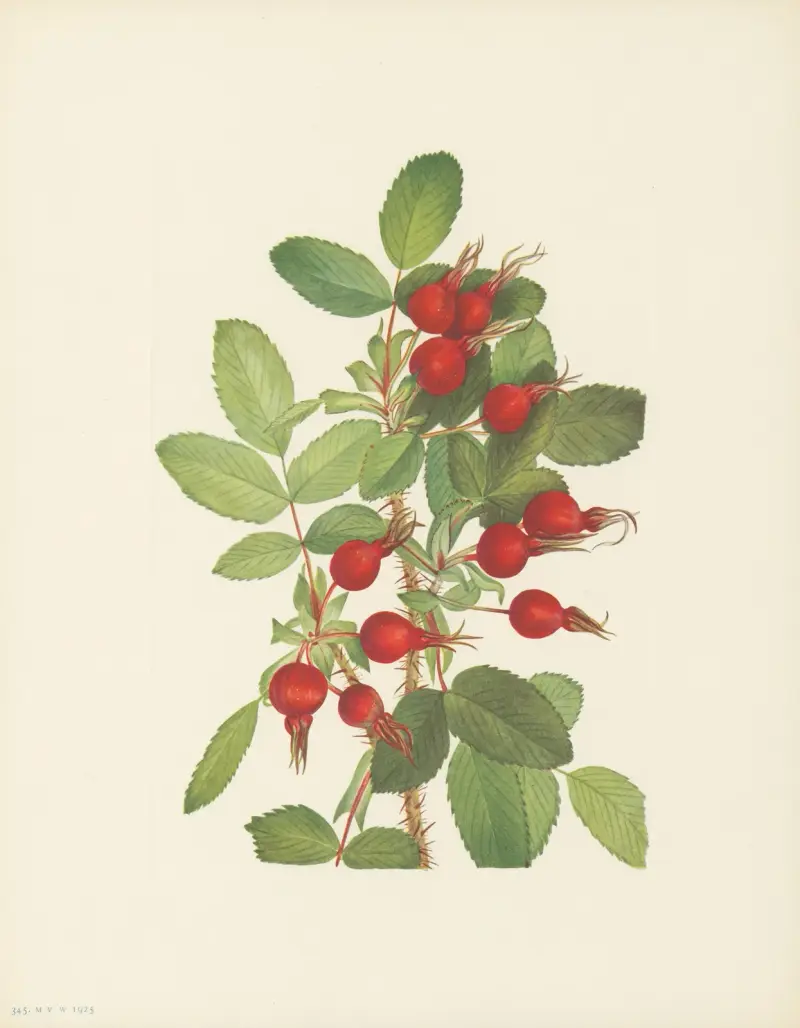 Bourgeauova růže (plod) (Rosa bourgeauiana), 1925 – Nr. 2, Mary Vaux Walcott