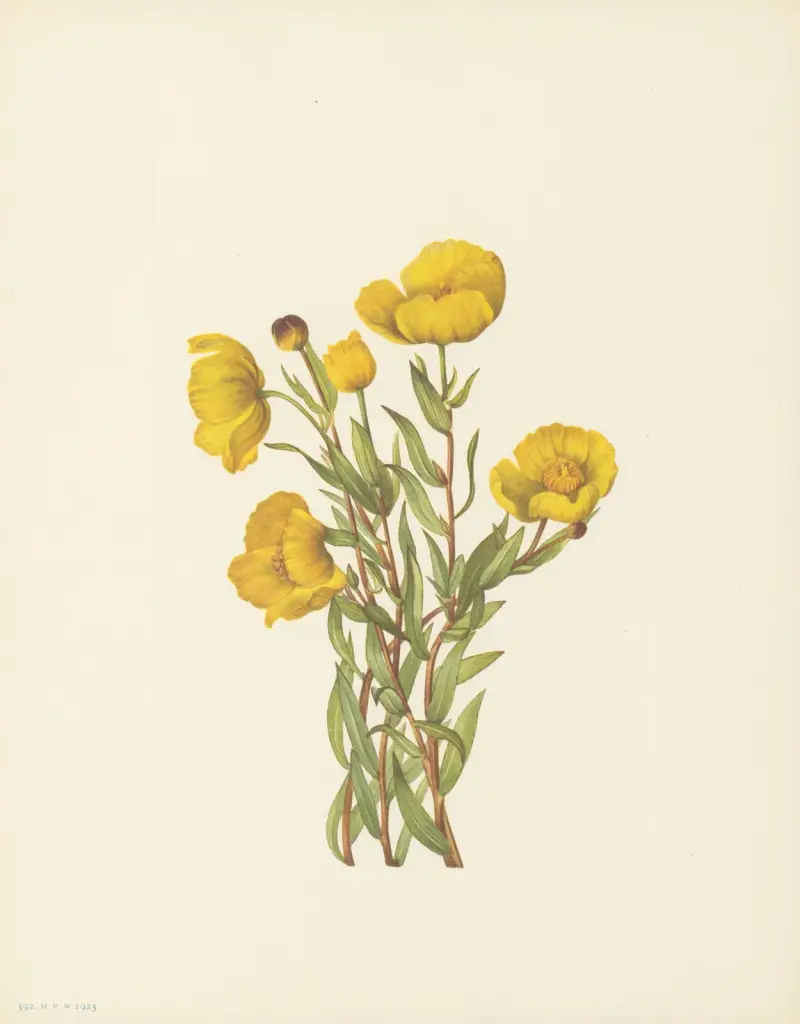 Bushpoppy (Dendromecon rigidum), Mary Vaux Walcott