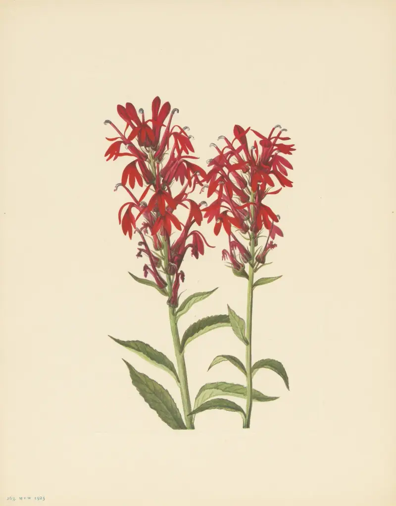 Kardynalski kwiat (Lobelia cardinalis), Mary Vaux Walcott
