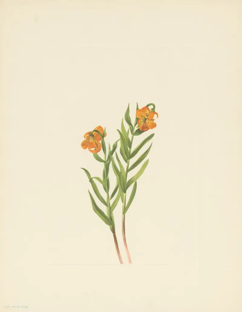 Columbia-Lilie (Lilium columbianum) von Mary Vaux Walcott