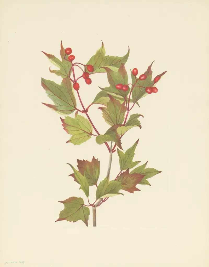 Moosbeerenstrauch (Viburnum pauciflorum) von Mary Vaux Walcott