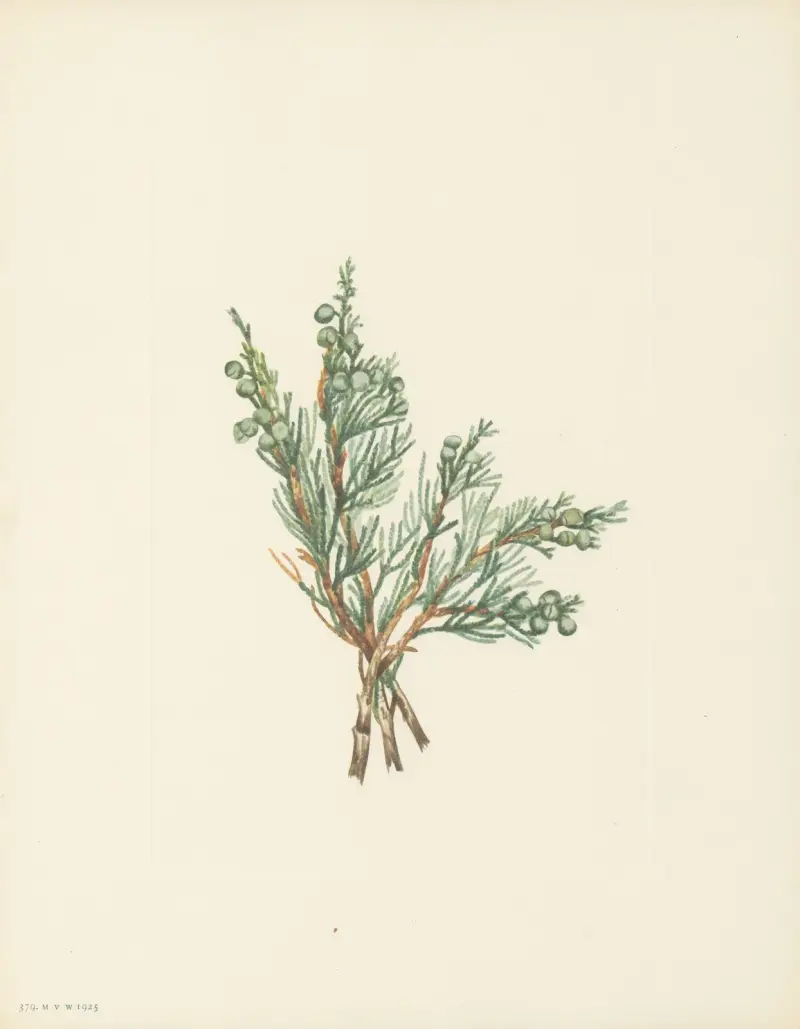 Jalovec plazivý (Juniperus horizontalis), Mary Vaux Walcott