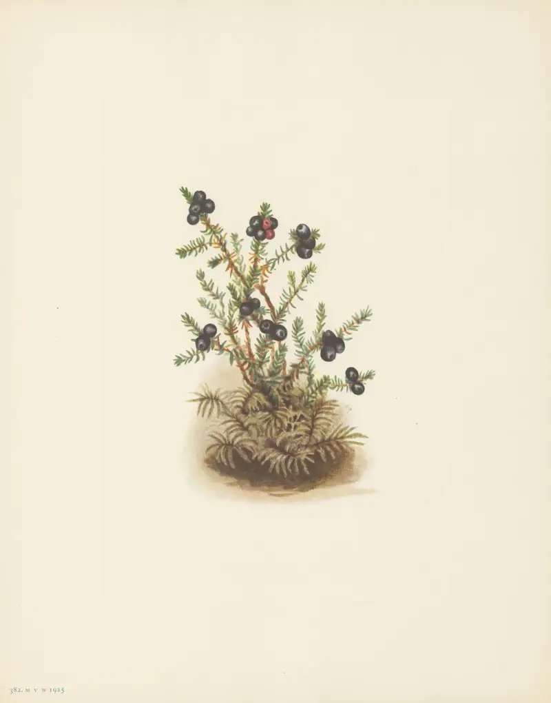 Krähenbeere (Empetrum nigrum) von Mary Vaux Walcott