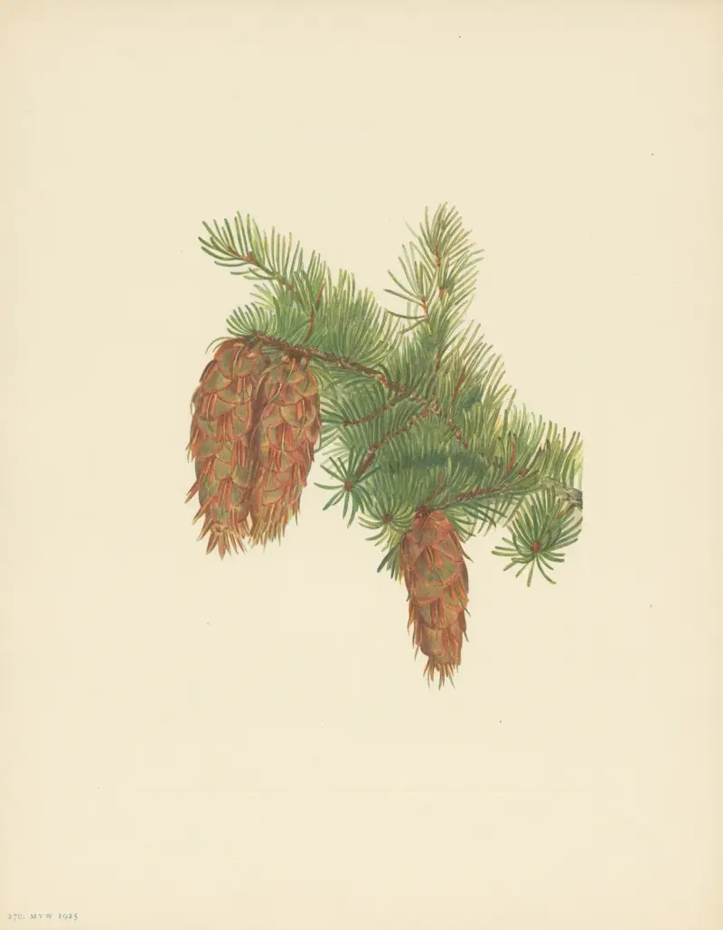 Douglasie (Pseudotsuga mucronata) von Mary Vaux Walcott
