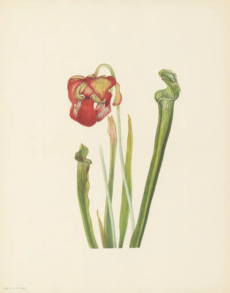 Drummondova špirlice (Sarracenia drummondii), Mary Vaux Walcott